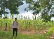 Polsek Montong Polres Tuban Turun Cek Tanaman jagung Warga di Desa Talun