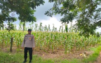 Polsek Montong Polres Tuban Turun Cek Tanaman jagung Warga di Desa Talun