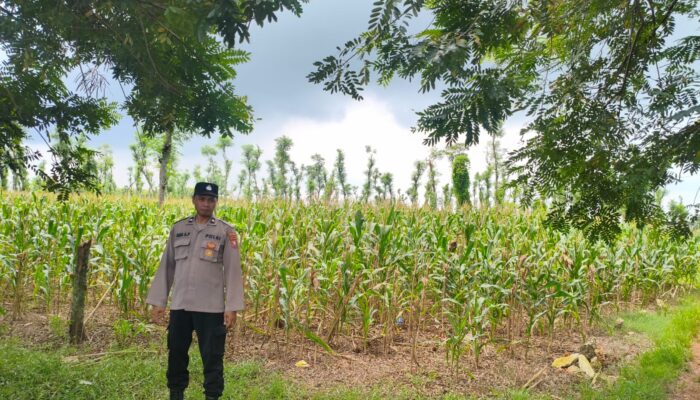Polsek Montong Polres Tuban Turun Cek Tanaman jagung Warga di Desa Talun