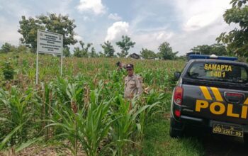 Polri Dukung Astacita, Polsek Semanding Polres Tuban Turun Cek Tanaman jagung milik Warga di Desa Semanding
