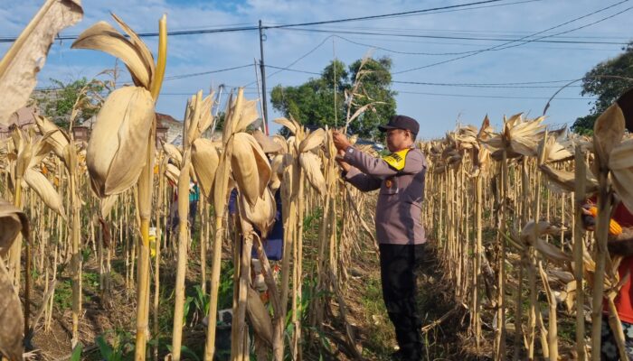 *AIPTU CUCUK SUMULYONO DAMPINGI KADES NGAMPELREJO PANEN JAGUNG, WUJUD NYATA SINERGI POLRI DAN MASYARAKAT BANCAR*