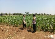 Dukung Program Asta Cita, Bhabinkamtibmas Sambang Ladang Jagung di Desa Binaan.