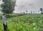 Polsek Plumpang Polres Tuban Turun Langsung Cek Tanaman Jagung Warga