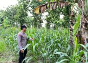 Bhabinkamtibmas Desa Kaligede Polsek Senori Polres Tuban Cek Tanaman Jagung Warga, Dukung Ketahanan Pangan