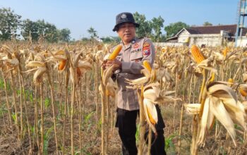 Anggota Polsek Bancar Polres Tuban Melaksanakan Panen Jagung Bersama Warga Desa Ngampelrejo