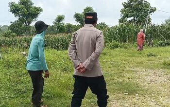 Polri Dukung Astacita, Polsek Semanding Polres Tuban Turun Cek Tanaman jagung milik Warga di Desa Semanding