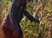 Bentuk Pendampingan Petani, Polsek Widang Monitoring Pertumbuhan Jagung