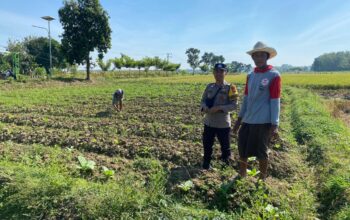 Bhabinkamtibmas Polsek Kenduruan Polres Tuban Dukung Astacita, Cek Langsung Kebun Terong Warga Sokogrenjeng
