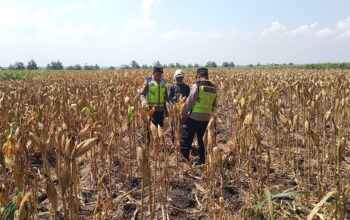 Polri Dukung Astacita, Polsek Rengel Polres Tuban Turun Cek Tanaman Jagung Warga di Desa Maibit