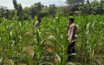 Polsek Plumpang Polres Tuban Turun Langsung Cek Tanaman Jagung Warga