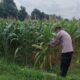 Polri mendukung Program ASTACITA, Petugas Polmas Polsek Parengan Polres Tuban sambang lokasi tanaman jagung di Desa Sukorejo Kec. Parengan