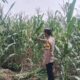 Polsek Singgahan Polres Tuban Turun Cek Tanaman jagung Warga di Desa Mulyorejo