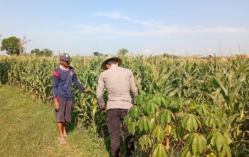 Polri Dukung Astacita, Polsek Jenu Polres Tuban jagung milik Warga di Desa Kaliuntu