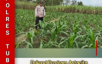 Polsek Jatirogo Pantau Ladang Jagung Warga Desa Bader , Wujud Nyata Dukung Astacita