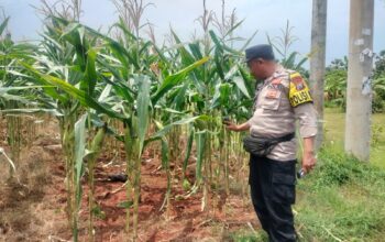 Polri Dukung Astacita, Polsek Palang Polres Tuban jagung milik Warga di Desa Tasikmadu