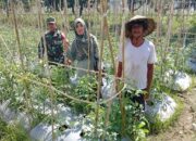 Sinergi Babinsa, PPL, dan Poktan Tingkatkan Produktivitas Tomat di Lingsar untuk Ketahanan Pangan Nasional