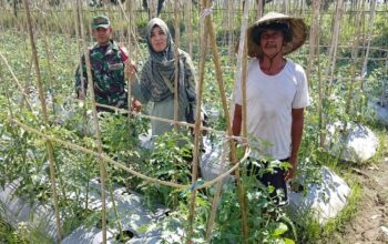 Sinergi Babinsa, PPL, dan Poktan Tingkatkan Produktivitas Tomat di Lingsar untuk Ketahanan Pangan Nasional