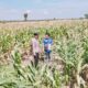 Polsek Tambakboyo Polres Tuban Turun Cek Tanaman jagung Warga di Desa Ngulahan