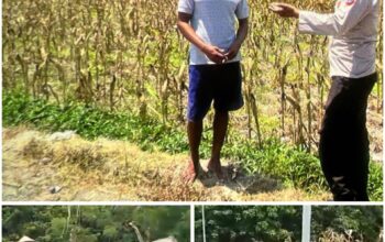 Polsek Soko polres Tuban Polda Jawa Timur Bergerak! Dukung Penuh Swasembada Pangan Presiden Prabowo Melalui Pendampingan Petani