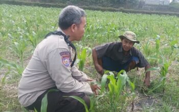 Polsek Batulayar Turun ke Ladang, Dorong Produktivitas Petani Sandik