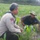 Polsek Batulayar Turun ke Ladang, Dorong Produktivitas Petani Sandik