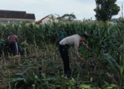 Bhabinkamtibmas Labuapi Ajak Warga Manfaatkan Lahan Tidur