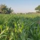 Strategi Polsek Labuapi Optimalkan Kualitas Panen Jagung di Lombok Barat