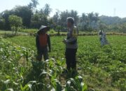 Bhabinkamtibmas Sandik Ajak Warga Sulap Lahan Kosong Jadi Produktif