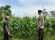 Bhabinkamtibmas Labuapi Ajak Warga Tanam Jagung di Pekarangan