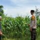 Polsek Labuapi Sukseskan Program Ketahanan Pangan Nasional