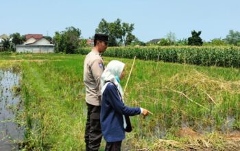 Polri Turun ke Sawah Labuapi, Dorong Produktivitas Petani Desa