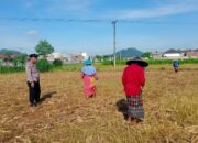 Sinergi Polsek Labuapi dan Petani Lombok Barat Optimalkan Lahan Pertanian