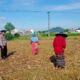 Bhabinkamtibmas Polsek Labuapi Turun ke Sawah Kawal Ketahanan Pangan
