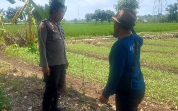Polsek Labuapi Turun ke Sawah, Dorong Swasembada Pangan Petani