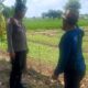 Polsek Labuapi Turun ke Sawah, Dorong Swasembada Pangan Petani