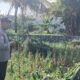 Bhabinkamtibmas Labuapi Edukasi Petani Jagung Antisipasi Hama
