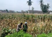 Polsek Gerung Turun ke Sawah, Edukasi Petani Jagung Taman Ayu