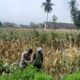 Dukung Ketahanan Pangan, Polsek Gerung Motivasi Petani Jagung