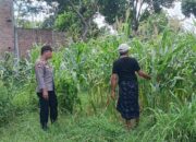 Dukung Ketahanan Pangan, Polsek Labuapi Sambang Petani Jagung