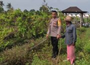Bhabinkamtibmas Desa Kuranji Dalang Edukasi Petani Jagung Cegah Hama