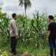 Bhabinkamtibmas Desa Labuapi Turun ke Sawah, Sukseskan Ketahanan Pangan