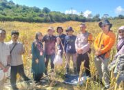 Kawal Ketahanan Pangan, Polsek Sekotong Dampingi Ubinan Jagung BPS RI