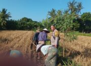 Bhabinkamtibmas Desa Sandik Bantu Petani Jagung Kejar Swasembada Pangan