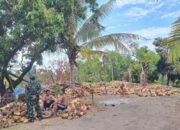 Babinsa Rempek Perkuat Kemitraan Bersama Pengepul Kelapa Lombok Utara