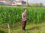 Aksi Bhabinkamtibmas Desa Bengkel Sukseskan Panen Jagung