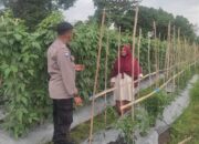 Sinergi Polsek Labuapi dan Petani Kuranji Dalang Jaga Stabilitas Pangan