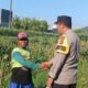 Menjelang Fase Generatif Tanaman Jagung, Ini Aksi Bhabinkamtibmas Amankan Ketahanan Pangan Nasional
