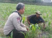Perkuat Ketahanan Pangan Nasional, Bhabinkamtibmas Desa Sandik Dampingi Petani Lokal