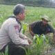 Dorong Produktivitas Pertanian, Polsek Batulayar Beri Pendampingan Intensif di Lombok Barat