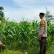 Kemandirian dari Rumah Bagaimana Polsek Labuapi Membangun Fondasi Ketahanan Pangan Nasional